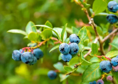 The Many Types Of Blueberries