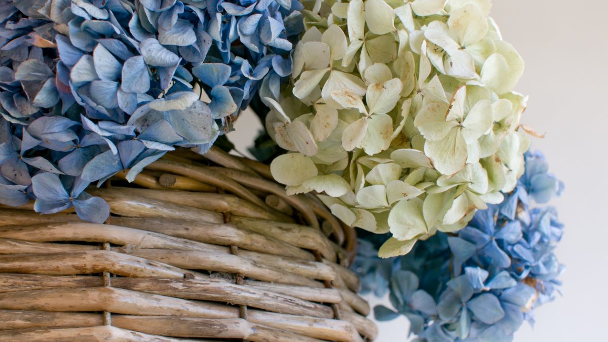 How to Dry Hydrangeas in Water Naturally-Beautiful Dried Flower