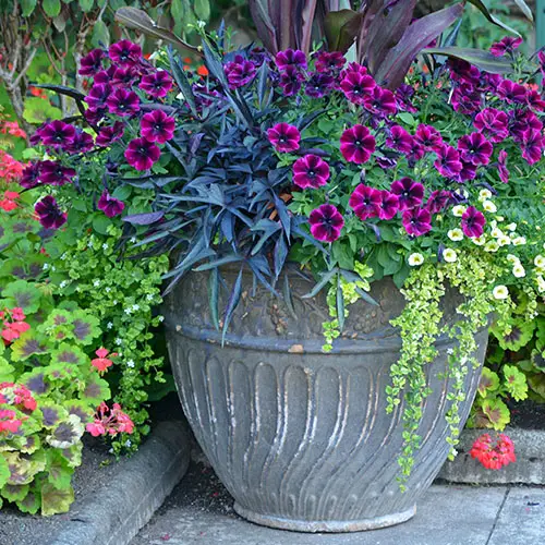 Custom container planting at Burnett's Country Gardens