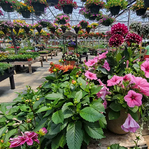 Local garden center with a variety of plants and garden supplies