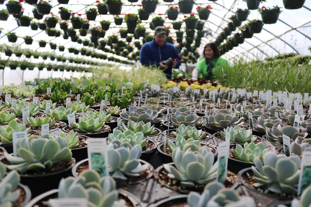 Succulents in a greenhouse at Burnetts Country Gardens