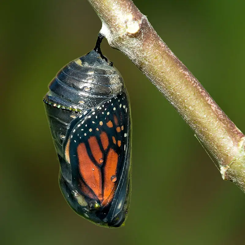 Monarch chrysalis