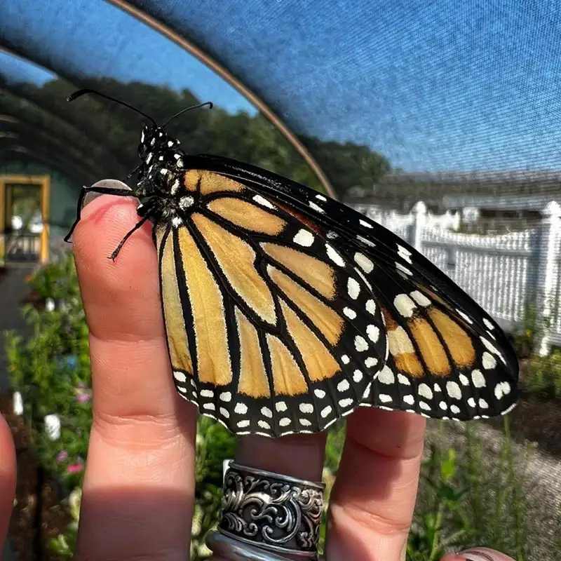 Burnett's Pollinator Park