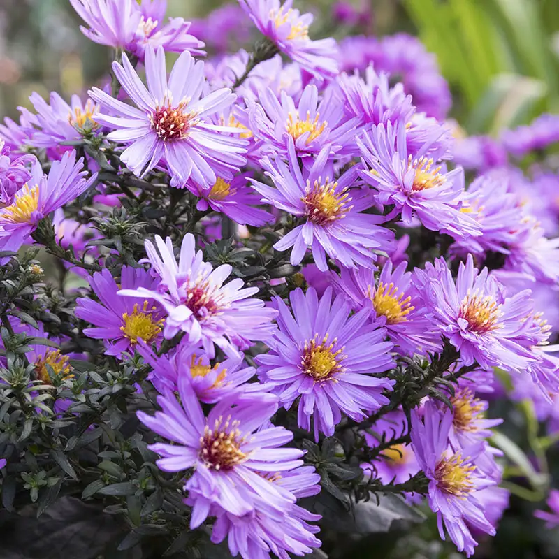 Aster Symphyotrichum, fall-blooming perennial