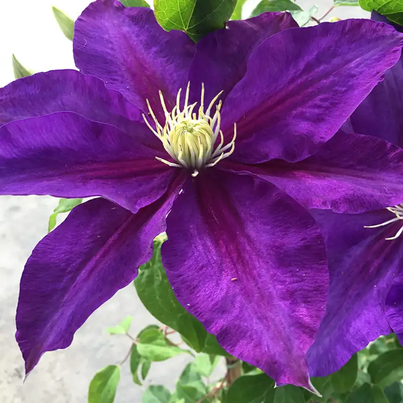 Clematis 'Duchess of Cornwall'