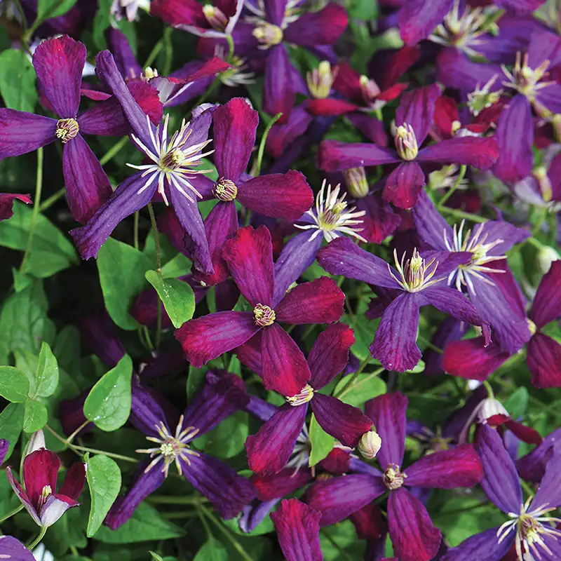 Clematis ‘Sweet Summer Love’