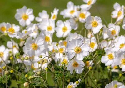 Our Fave 5 Fall-Blooming Perennials for Zone 6 Gardens