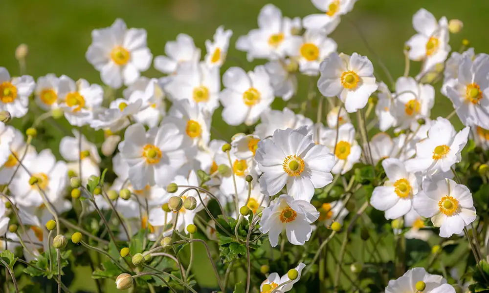 Fall-blooming perennial, Japanese Anemone