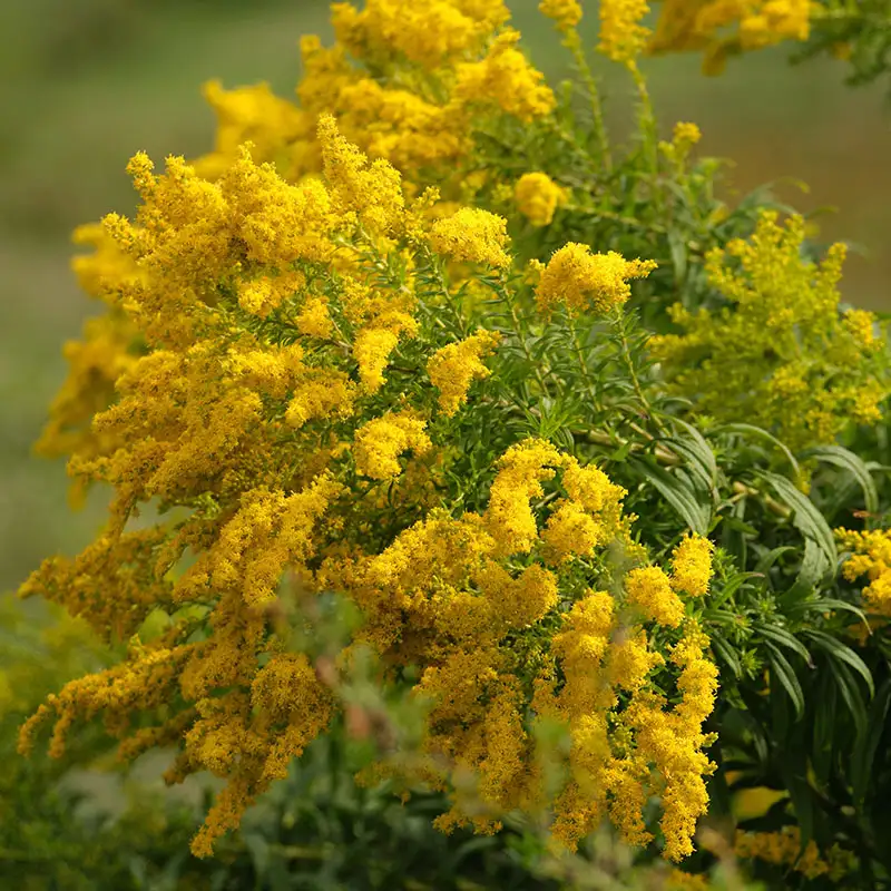 Goldenrod