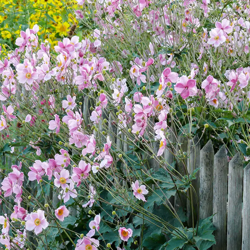 Japanese Anemone 800x800