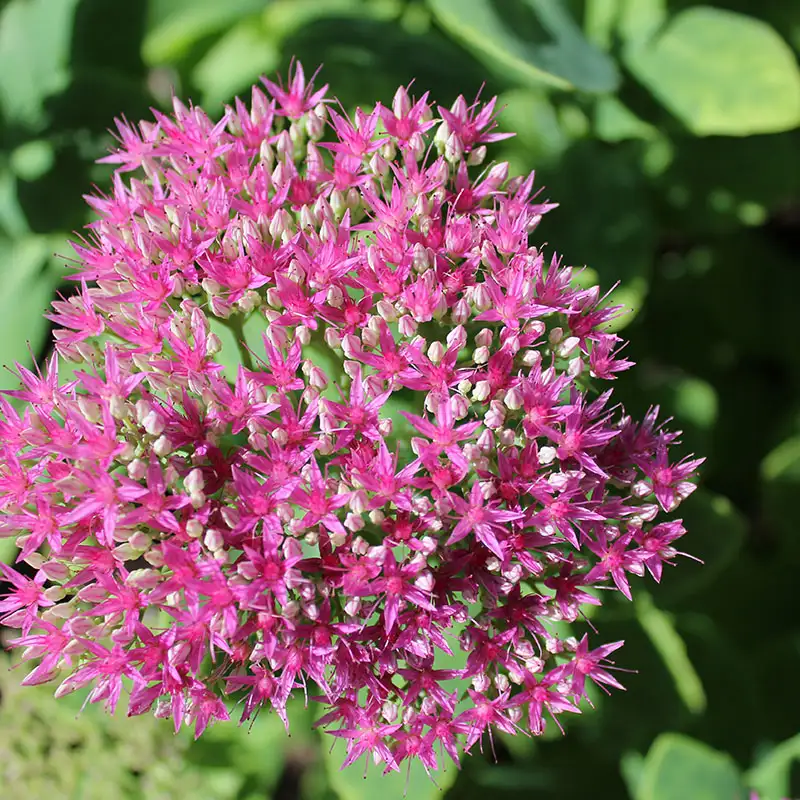 Sedum 'Autumn Fire'