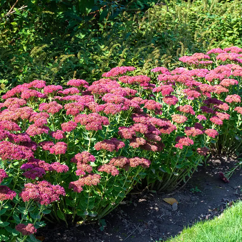 Sedum 'Autumn Joy'