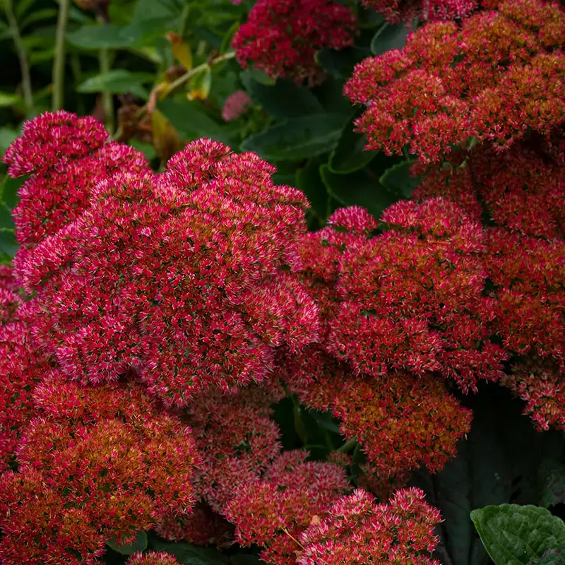 Sedum 'Dragon's Blood'