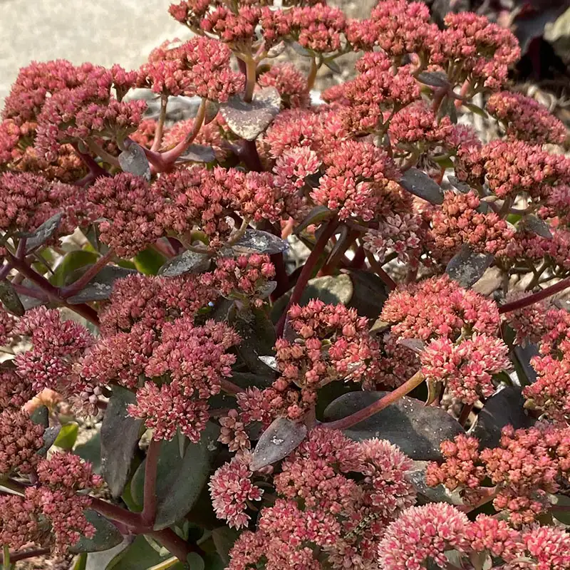 Sedum 'Rock-n-Grow Tiramisu'