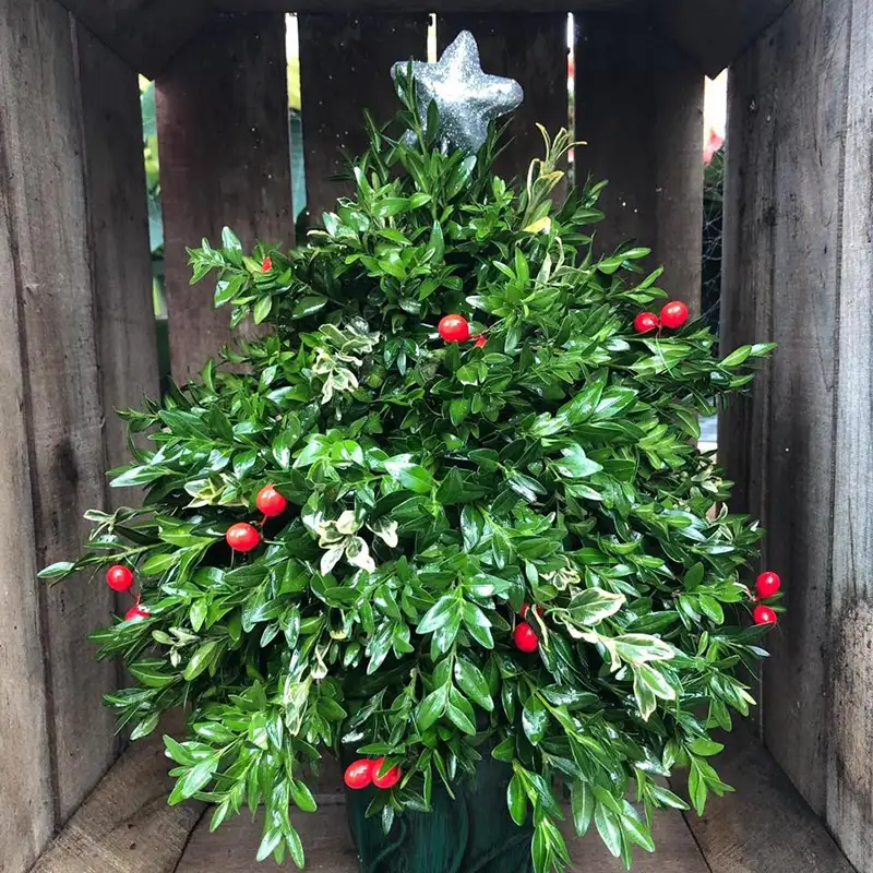 Boxwood shrub decorated with holiday ornaments