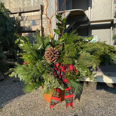 A beautiful mixed arrangement of evergreen boughs, pinecones and ribbon in a pot