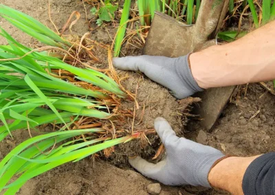 The Art of Dividing Perennials: When and How to Divide Your Plants