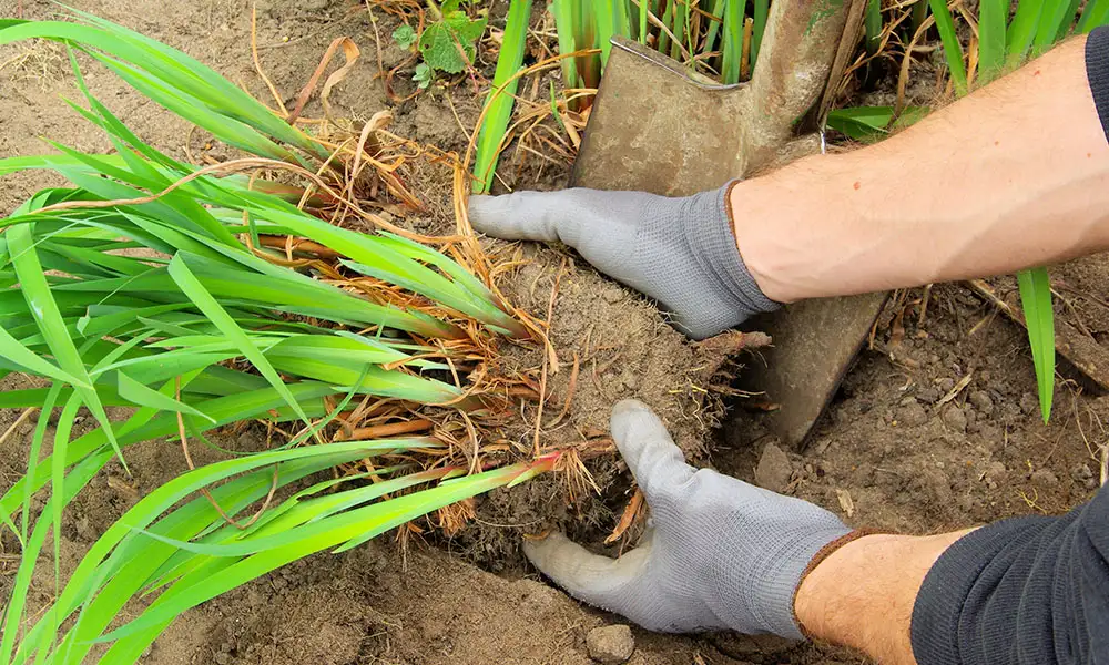 Dividing Perennials Daylillies