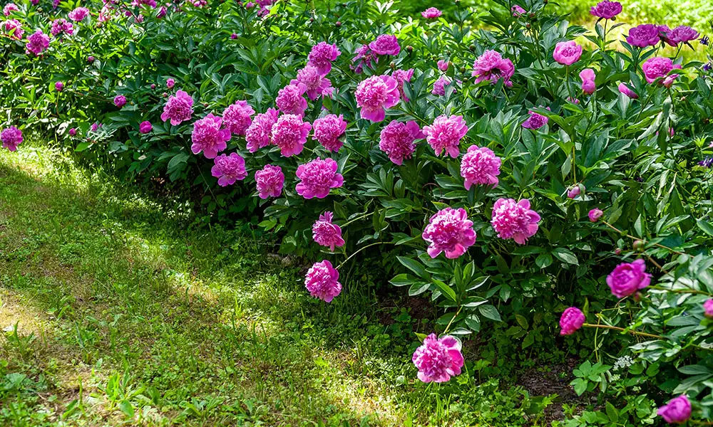 Dividing Perennials, Peonies