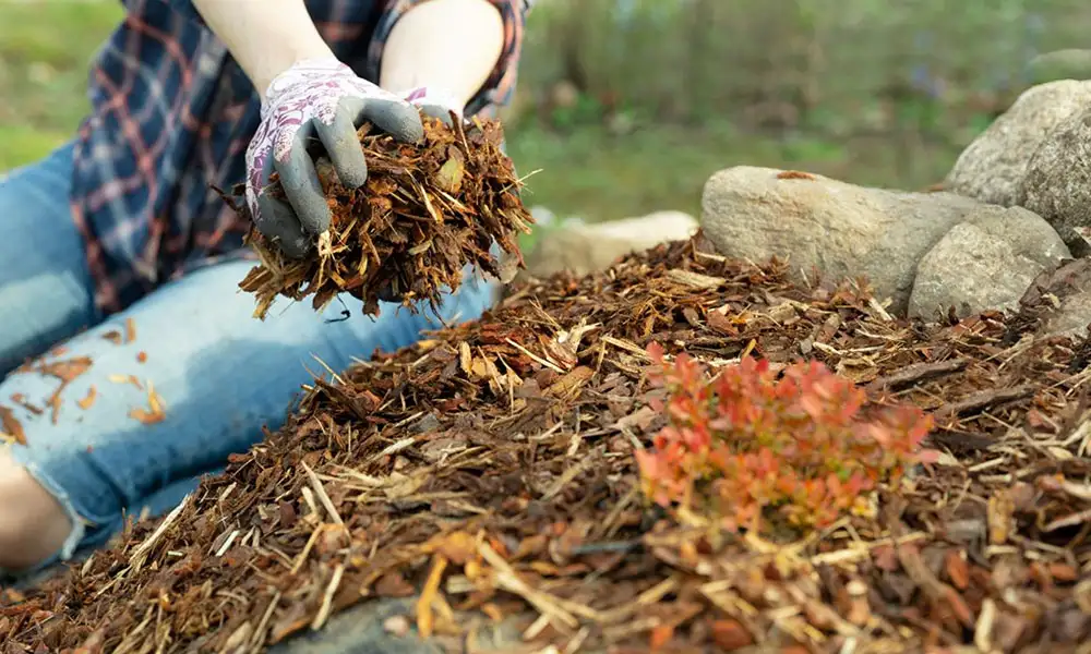 Fall Clean Up Mulching