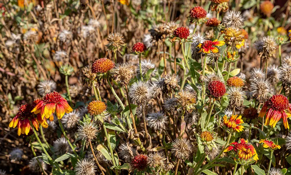 Fall Clean Up Perennials