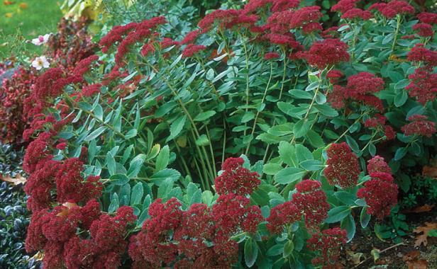 Sedum Autumn Joy, Time to Divide