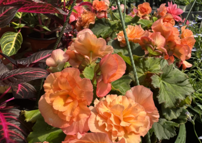 Garden Center Near Me: Visit Burnett’s Country Gardens in CT for Your Gardening Needs
