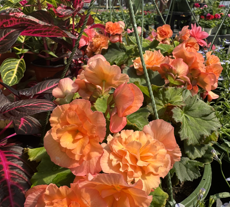 Garden Center Near Me: Visit Burnett’s Country Gardens in CT for Your Gardening Needs