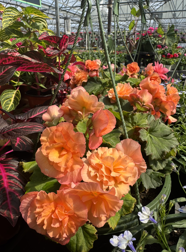 A variety of vibrant plants and flowers for sale at Burnett’s Country Gardens – a garden center near me in Salem, CT