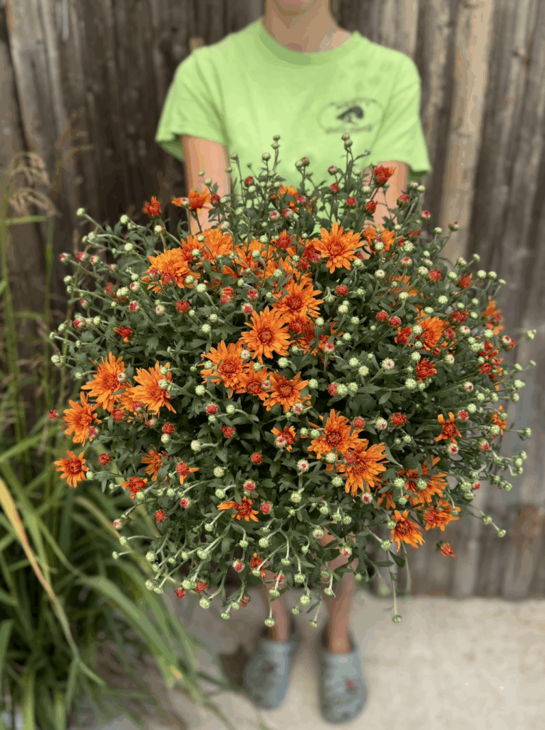 Burnett's Grown Mums