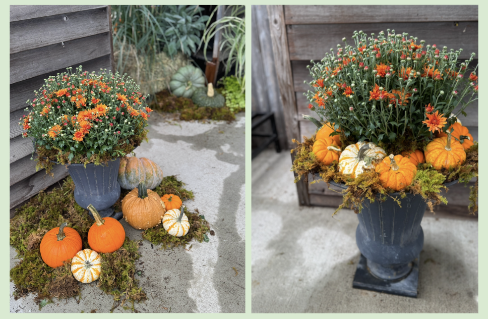 Burnett's Grown Mums 