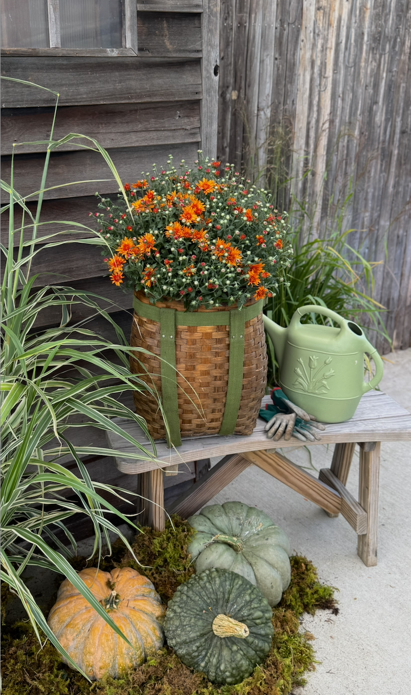 Burnett's Grown Mums Basket