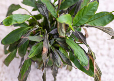 5 Tips to Rescue your Struggling Houseplants this Winter
