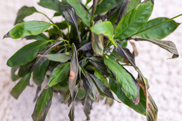 Indoor houseplant showing winter stress with wilted foliage and dry leaf tips