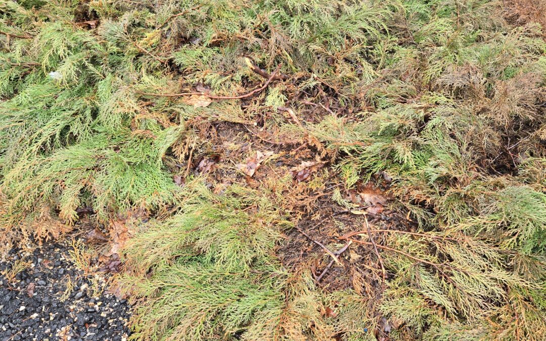 Winter Damage: What We’re Seeing This Spring (and What to Do About It)