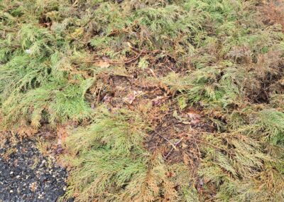 Winter Damage: What We’re Seeing This Spring (and What to Do About It)