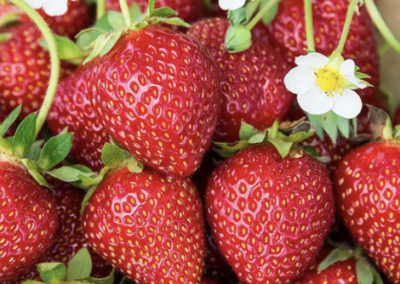 So you want to start a Strawberry Patch…