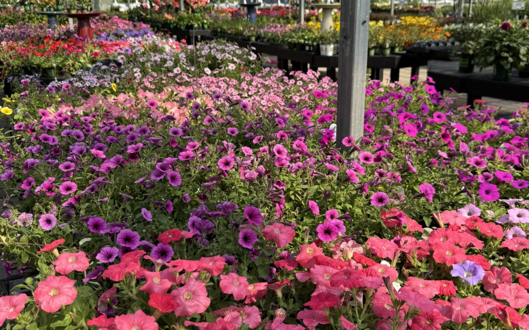 Annuals vs. Perennials: How to Plan for Color All Season Long