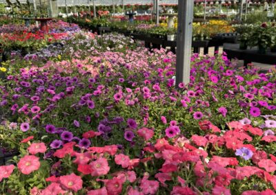 Annuals vs. Perennials: How to Plan for Color All Season Long
