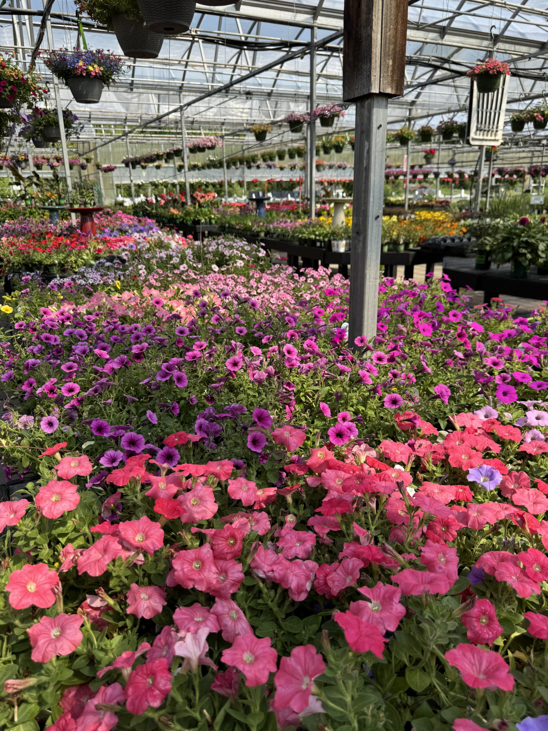 A view of Burnett’s garden center filled with colorful annuals, perennials, hanging baskets, and plants for spring and summer gardens.